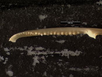 Media type: image;   Herpetology R-64693